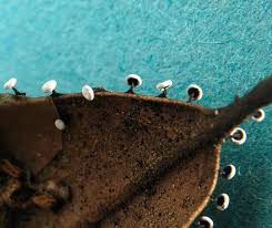 Attēlu rezultāti vaicājumam “Didymium clavus”