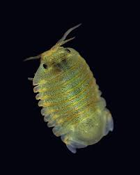 Attēlu rezultāti vaicājumam “Chaetophora pisiformis”