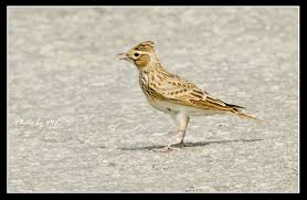 Attēlu rezultāti vaicājumam “Alauda arvensis adult”