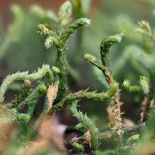 Attēlu rezultāti vaicājumam “Cephalozia bicuspidata sporophyte”