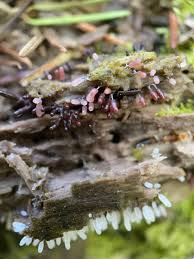 Attēlu rezultāti vaicājumam “Stemonitis flavogenita spores”
