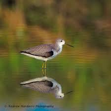 Attēlu rezultāti vaicājumam “Tringa stagnatilis adult”