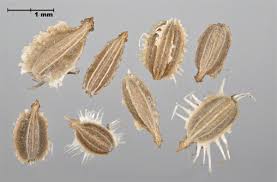 Attēlu rezultāti vaicājumam “Daucus carota subsp. carota fruit”