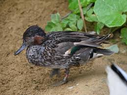 Attēlu rezultāti vaicājumam “Anas crecca”