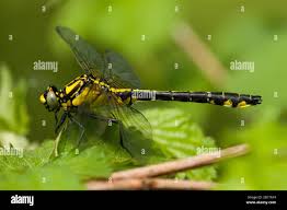 Attēlu rezultāti vaicājumam “Gomphus vulgatissimus”