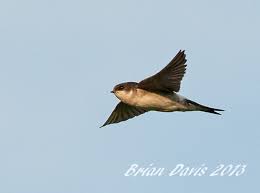 Attēlu rezultāti vaicājumam “Delichon urbicum juvenile”