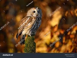 Attēlu rezultāti vaicājumam “Strix aluco female”