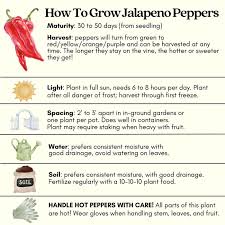 Afbeeldingsresultaat voor jalapeno early hot pepper