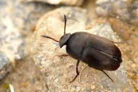 Attēlu rezultāti vaicājumam “Leiodidae”