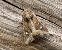 Attēlu rezultāti vaicājumam “Celaena leucostigma”