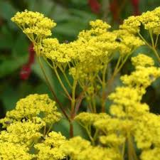 Attēlu rezultāti vaicājumam “Valerianaceae”