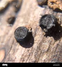 Attēlu rezultāti vaicājumam “Biscogniauxia marginata”