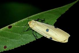 Attēlu rezultāti vaicājumam “Lithosia quadra male”