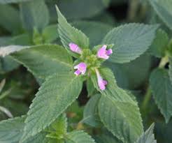 Attēlu rezultāti vaicājumam “Galeopsis bifida leaf”