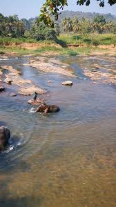 Image result for pinawella