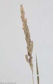 Attēlu rezultāti vaicājumam “Phalaroides arundinacea fruit”