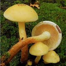 Attēlu rezultāti vaicājumam “Pholiota heteroclita”