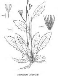 Attēlu rezultāti vaicājumam “Hieracium vulgatum bud”
