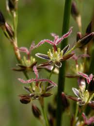 Attēlu rezultāti vaicājumam “Juncus balticus”