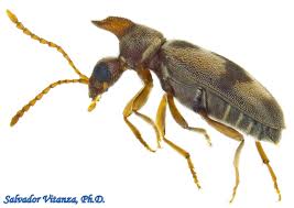 Attēlu rezultāti vaicājumam “Notoxus monoceros”