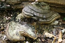 Attēlu rezultāti vaicājumam “Ganoderma applanatum”