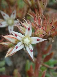 Attēlu rezultāti vaicājumam “Sedum pallidum flower”