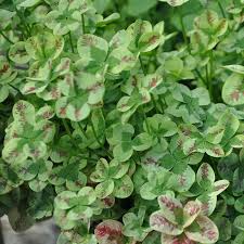 Attēlu rezultāti vaicājumam “Trifolium repens leaf”