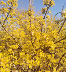 Attēlu rezultāti vaicājumam “Cornus mas flower”