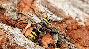 Attēlu rezultāti vaicājumam “Plagionotus detritus”