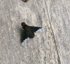 Attēlu rezultāti vaicājumam “Hemipenthes morio”