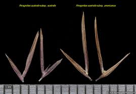 Attēlu rezultāti vaicājumam “Phragmites communis leaf”