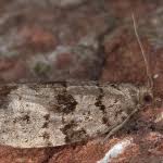 Attēlu rezultāti vaicājumam “Dichelia histrionana”