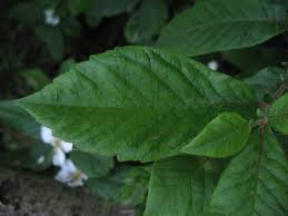 Attēlu rezultāti vaicājumam “Mespilus germanica leaf”