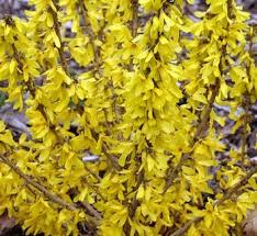 Attēlu rezultāti vaicājumam “Forsythia suspensa”