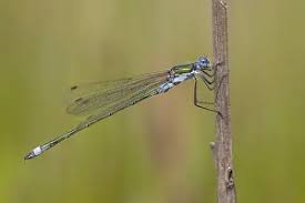 Attēlu rezultāti vaicājumam “Lestes sponsa”