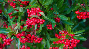 Attēlu rezultāti vaicājumam “Exobasidium uvae-ursi”