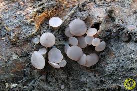 Attēlu rezultāti vaicājumam “Ombrophila violacea”