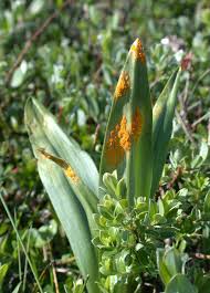 Attēlu rezultāti vaicājumam “Dactylorhiza incarnata leaf”