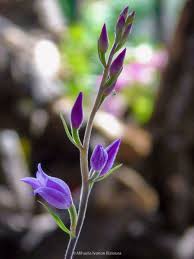 Attēlu rezultāti vaicājumam “Cephalanthera rubra bud”