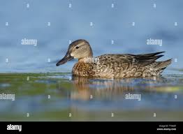 Image result for Anas discors