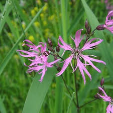 Attēlu rezultāti vaicājumam “Lychnis flos-cuculi fruit”