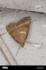 Attēlu rezultāti vaicājumam “Udea fulvalis”