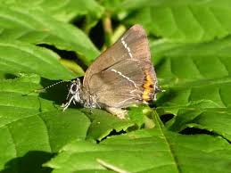 Attēlu rezultāti vaicājumam “Satyrium w-album”