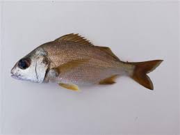 Image result for Pomadasys incisus