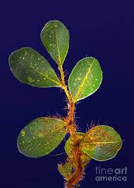 Attēlu rezultāti vaicājumam “Mnium”