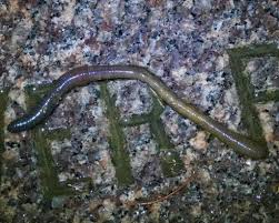 Attēlu rezultāti vaicājumam “Lumbricus terrestris”