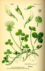 Attēlu rezultāti vaicājumam “Trifolium repens flower”