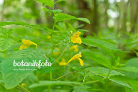 Attēlu rezultāti vaicājumam “Impatiens noli-tangere”