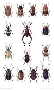 Attēlu rezultāti vaicājumam “Coleoptera”