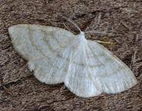 Attēlu rezultāti vaicājumam “Cabera exanthemata”